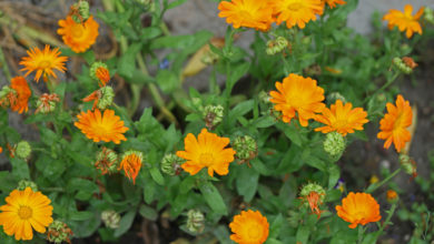 Come fare a casa la crema alla calendula biologica