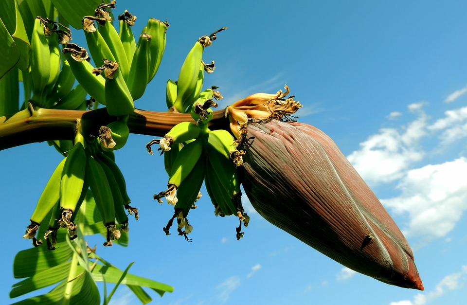 Un fungo sta attaccando le piantagioni di banane. A rischio molti esemplari