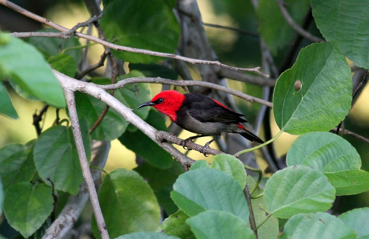 Scoperta una nuova specie di uccello in Indonesia