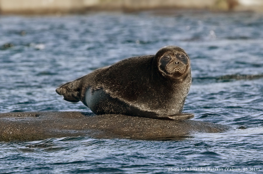 In Russia un parco naturale, a tutela della foca del Ladoga e le biodiversità
