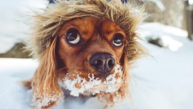 I cani soffrono il freddo? Veterinario dorme in una cuccia per scoprirlo