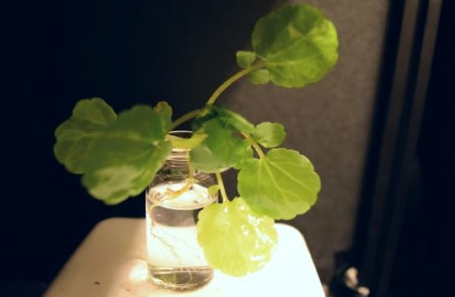 Luce vegetale: il MIT incorpora nanoparticelle nelle foglie delle piante