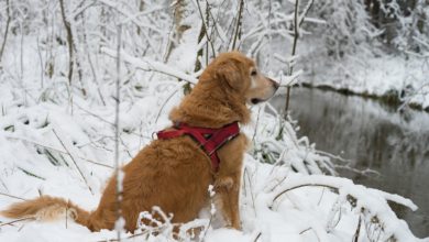 Cane e neve: come proteggere le sue zampe da ghiaccio e freddo