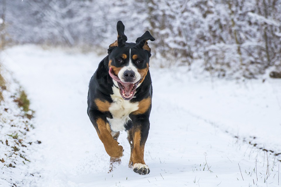 Cane e neve: come proteggere le sue zampe da ghiaccio e freddo