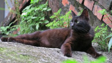 Giornata Nazionale del Gatto: 5 curiosità sul mondo felino