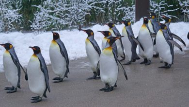 I pinguini reali dell'Antartide devono trovare una nuova casa