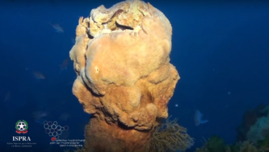 Scoperti oltre 200 camini vulcanici nell'arcipelago delle Eolie. Il video