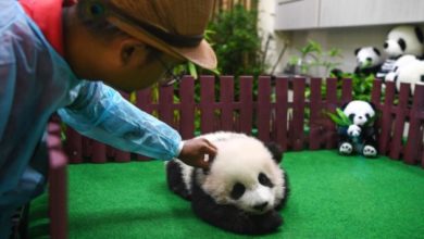 Baby panda di cinque mesi presentata alla stampa in Malesia