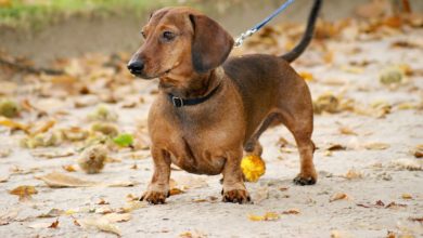 "Sausage walk": da Londra a Milano, il raduno dei bassotti