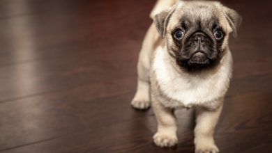 Calcolare l'età dei cani: un anno non corrisponde a sette dell'uomo