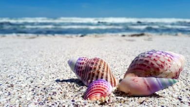 Raccogliere le conchiglie in spiaggia? E' illegale!