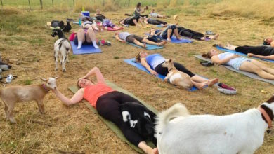 Arriva dall'America il goat yoga: la meditazione insieme alle capre