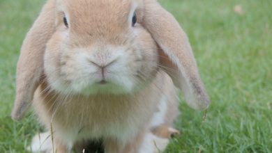 La collina dei conigli, per salvare gli animali dalla vivisezione