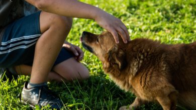 Avere un cane rende più felici e fa bene alla salute: ecco perché