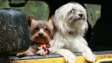 Le campagne di Italo e Trenitalia per viaggiare con i cani quest'estate