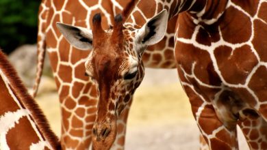 Boom del mercato di oggetti in pelle di giraffa: si rischia l'estinzione