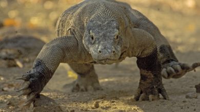 Draghi in pericolo sull'isola di Komodo per colpa dei turisti