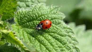 Le coccinelle stanno scomparendo: a rischio il loro ecosistema