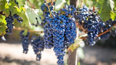 Fitness tra le vigne: in Franciacorta ci si allena con il wine-trainer