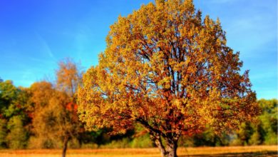 Autunno: tra frutta e verdura, i migliori cibi della stagione