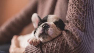 Ristorante cerca personale per coccolare i cani dei clienti