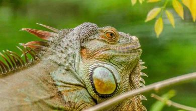 iguana rosa