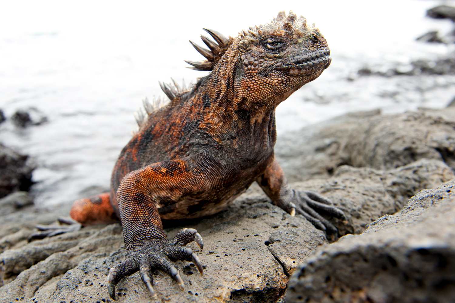 Isole Gal Pagos Paradiso Per Animali E Natura Qualche Curiosit   Iguana Galapagos 1 