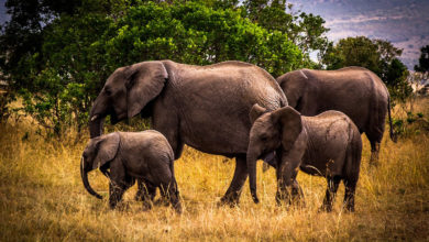 Elefanti Namibia