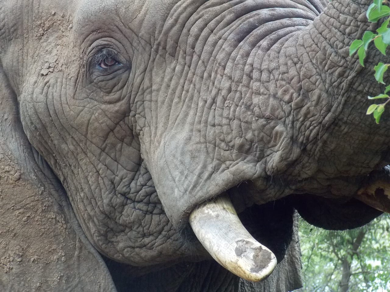 Elefanti Africa