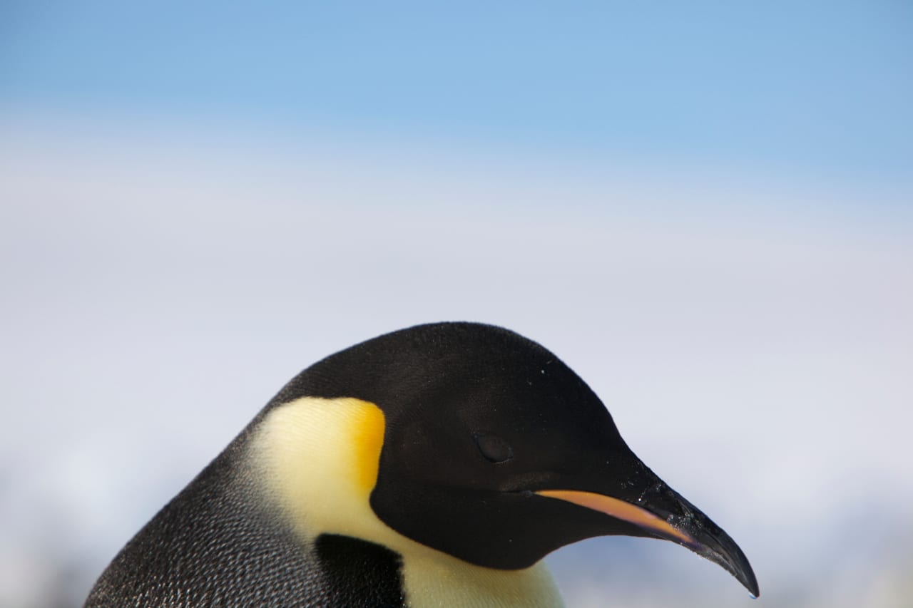 Pinguino Imperatore WWF