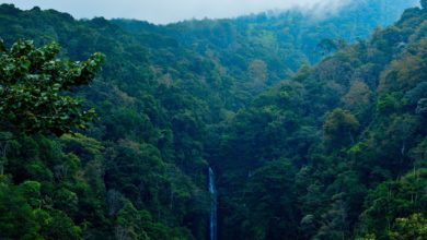 Pirelli Bmw sostegno foresta Indonesia
