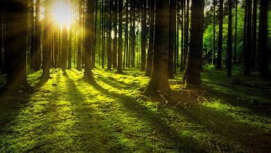 G20 piantare mille milioni alberi