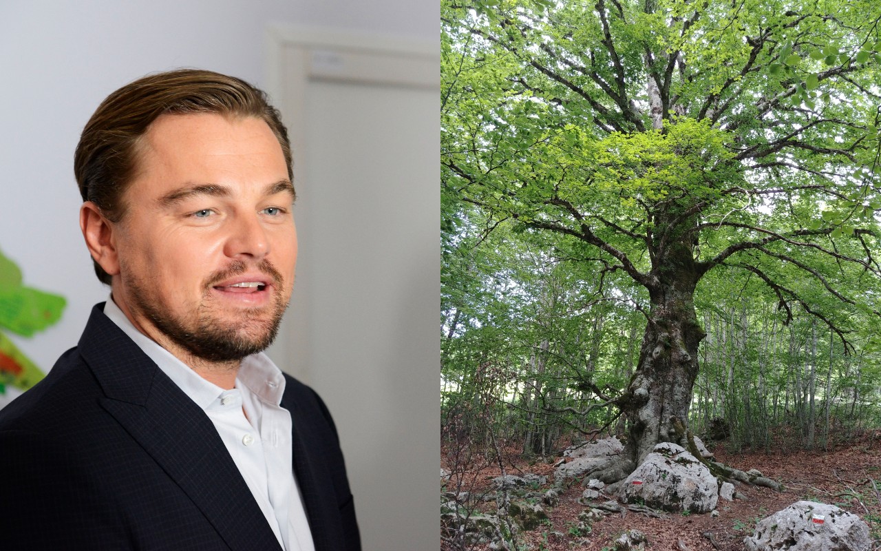 Leonardo DiCaprio albero