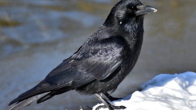 corvi spazzini Svezia mozziconi