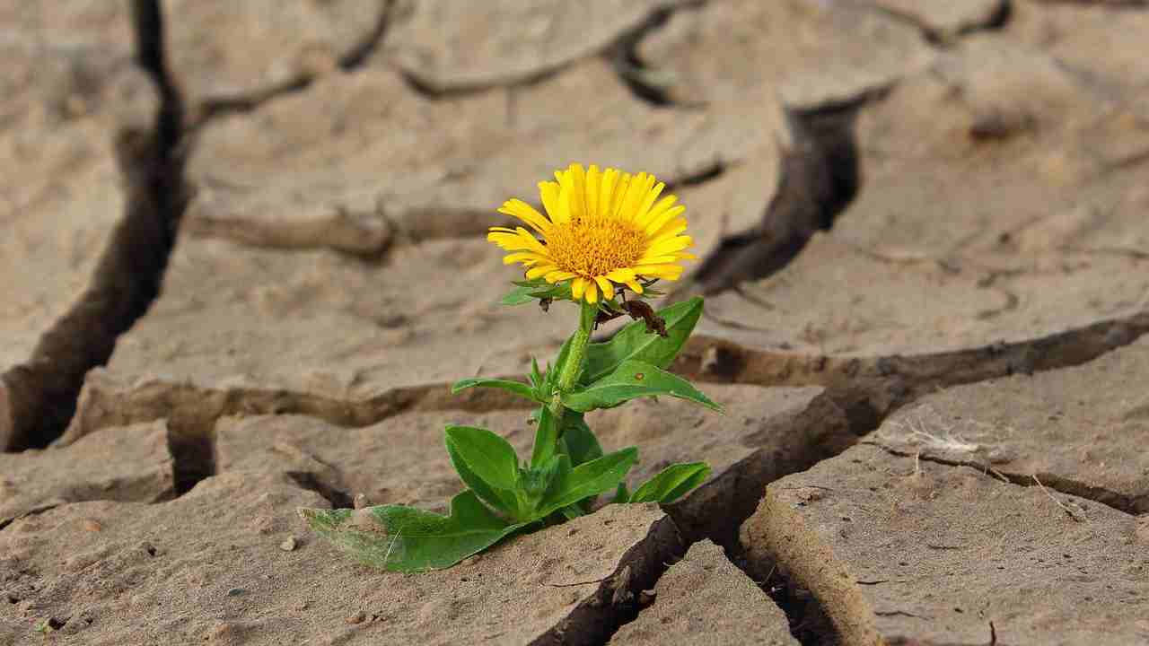 Giornata Mondiale contro desertificazione e siccità