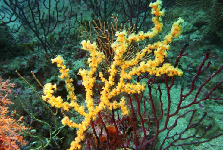 Corallo Savalia Savaglia