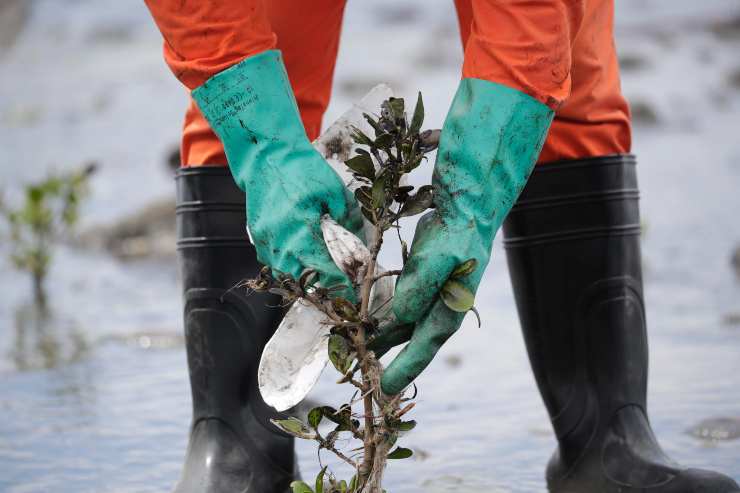 Guardia Costiere Filippina pulisce petrolio da mangrovie