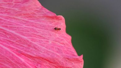 Eliminare le formiche in casa in modo naturale