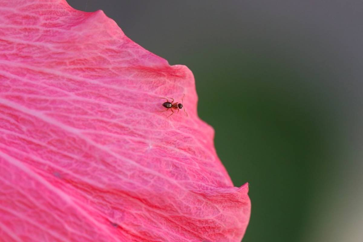 Eliminare le formiche in casa in modo naturale