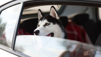 In viaggio con gli animali