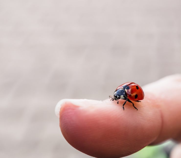 Come eliminare questi insetti