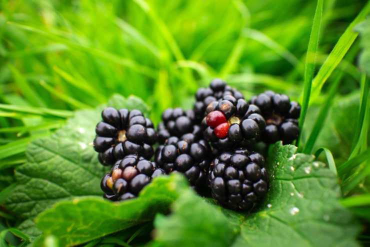 Procurarsi il cibo in natura