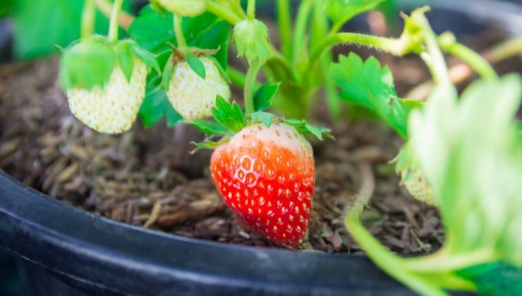 Coltiva le fragole in vaso-le avrai per tutto l'anno