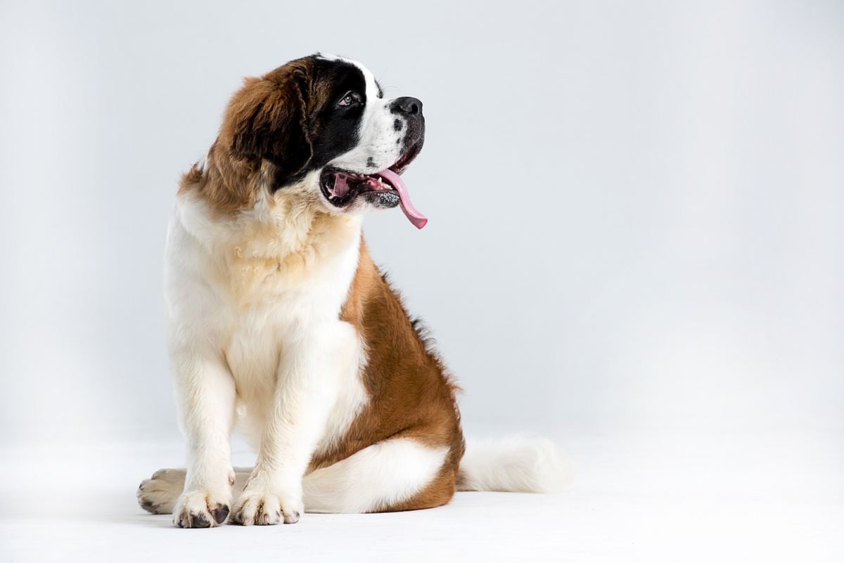 Razze di cani tranquilli: quali sono e come scegliere il migliore per te