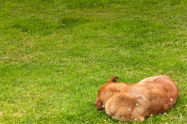 Animale ferito per strada