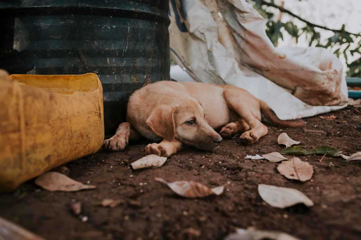 cane randagio