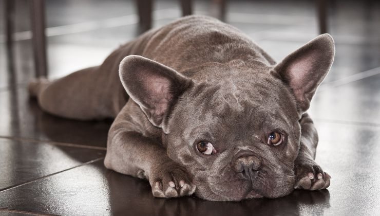 perché amiamo tanti questi cani