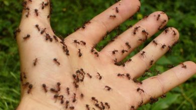 come tenere lontane da casa le formiche senza farle del male