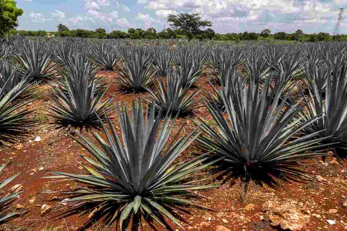 l'agave la pianta del mezcal