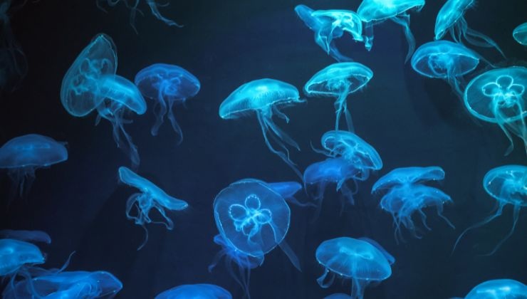 Troppe meduse nei nostri mari-cosa fare e cosa non fare se entriamo in contatto